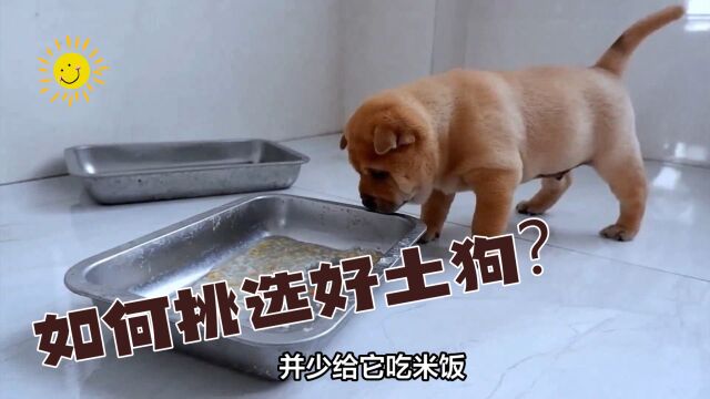 优良土狗的特征有哪些?