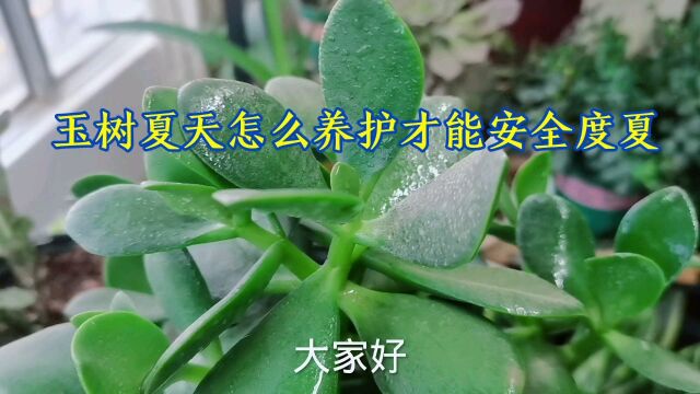 玉树夏天怎么养护才能安全度夏