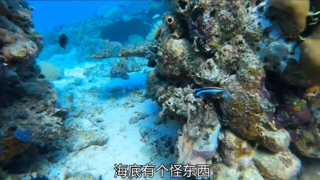 杜父鱼你见过没?潜水捕鱼出海捕鱼猎天团