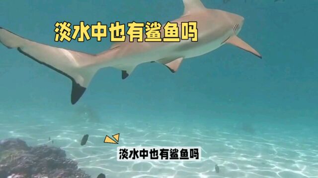 淡水中也有鲨鱼吗