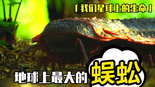 地球上最大的蜈蚣，体长超2.5米！纪录片《我们星球上的生命》第7集