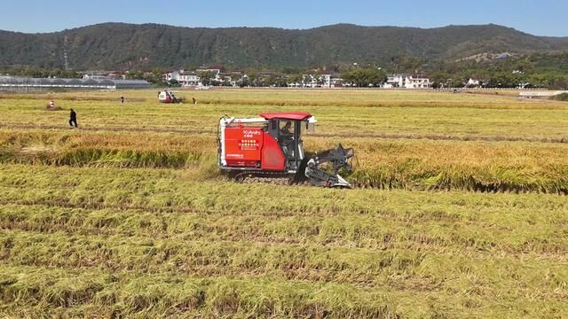 无锡马山嶂青村的稻子熟了,赶快来割稻子,你们小时候割过稻子吗?#丰收的季节 #农忙秋收 #稻谷收割机 #稻谷熟了 #金秋收获季