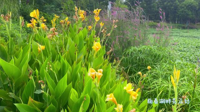 杨春湖畔花正好