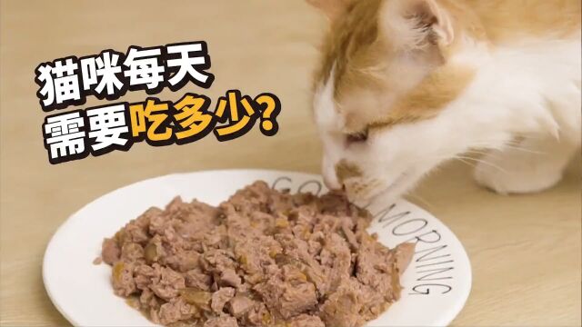 猫咪每天应该喂多少猫粮和罐头?如何计算猫咪每天的喂食量?#萌宠成精了