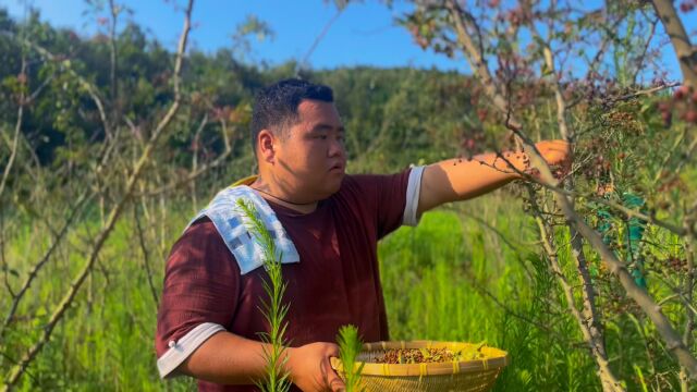 进山摘大红袍花椒