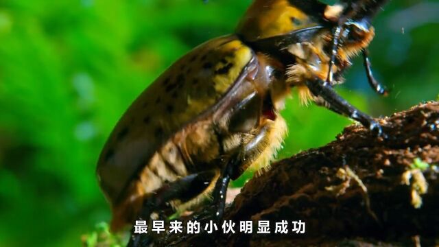 第16集丨大力独角仙,昆虫收集者最爱的虫子#小小世界#昆虫#大力独角仙