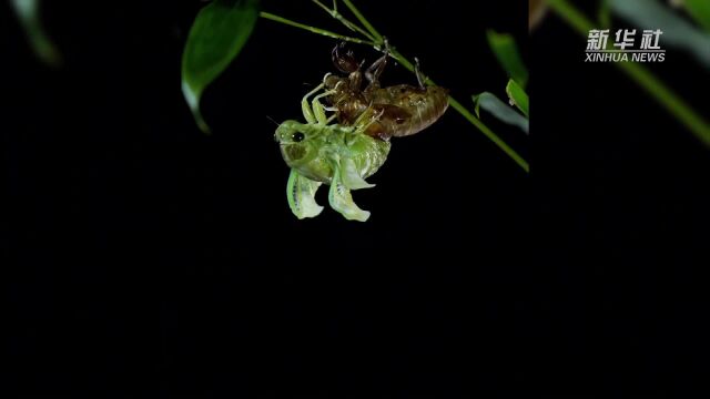 江苏溧阳:盛夏时节 “微观”金蝉脱壳