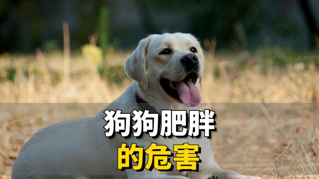 狗狗肥胖的危害,铲屎官千万不能忽视!