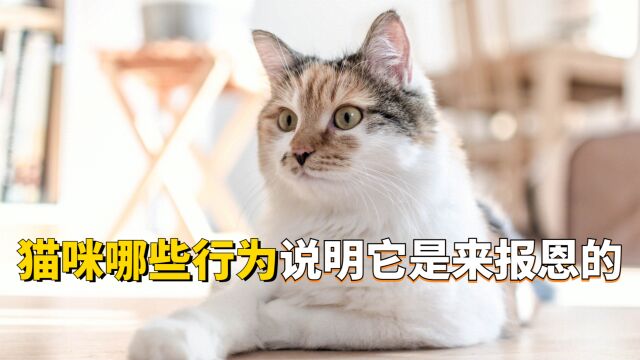 如果你家猫咪有这几种行为,证明它是来报恩的