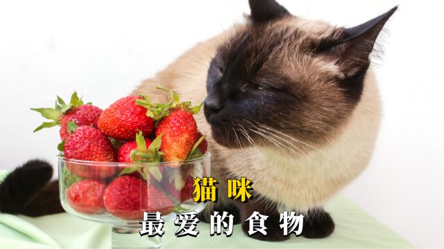 这几种食物,猫咪真的超爱!