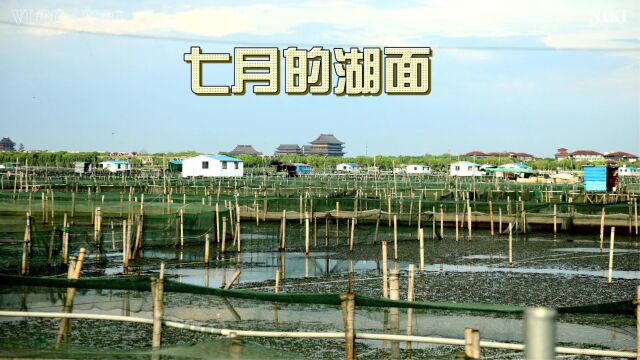 阳澄湖大闸蟹养殖记2023年7月