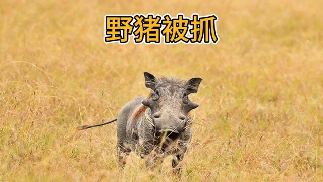 两脚兽不讲武德,偷袭了野猪野生动物零距离