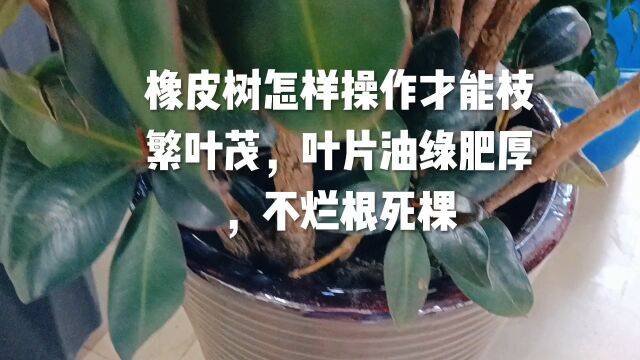 橡皮树怎样操作才能枝繁叶茂,叶片油绿肥厚,不烂根死棵