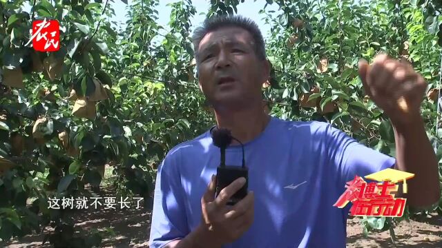 科技助农  前期长树、中后期长果,梨树能坐果多少专家告诉您