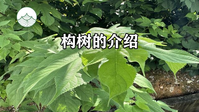 ⠠构树的介绍.