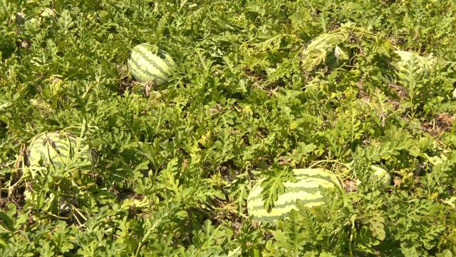 区县时间|骄阳似火 西瓜凉甜 快来蓝田汤峪吃西瓜