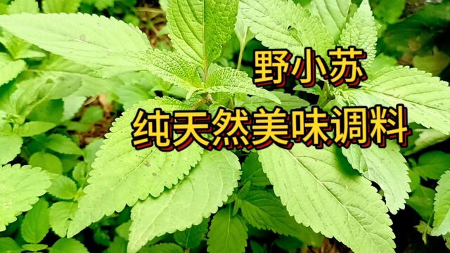 纯野生美味调料野小苏