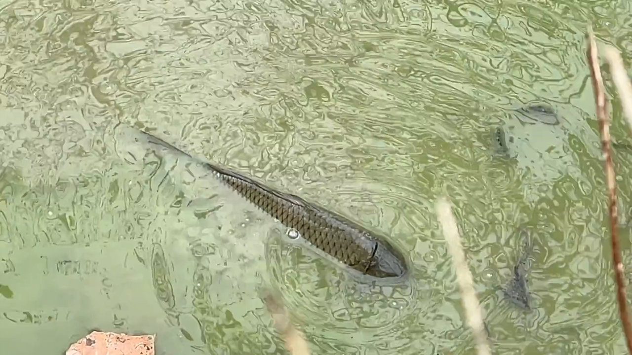 Apple Cider Vinegar Drink Recipe for Health & Weight Loss