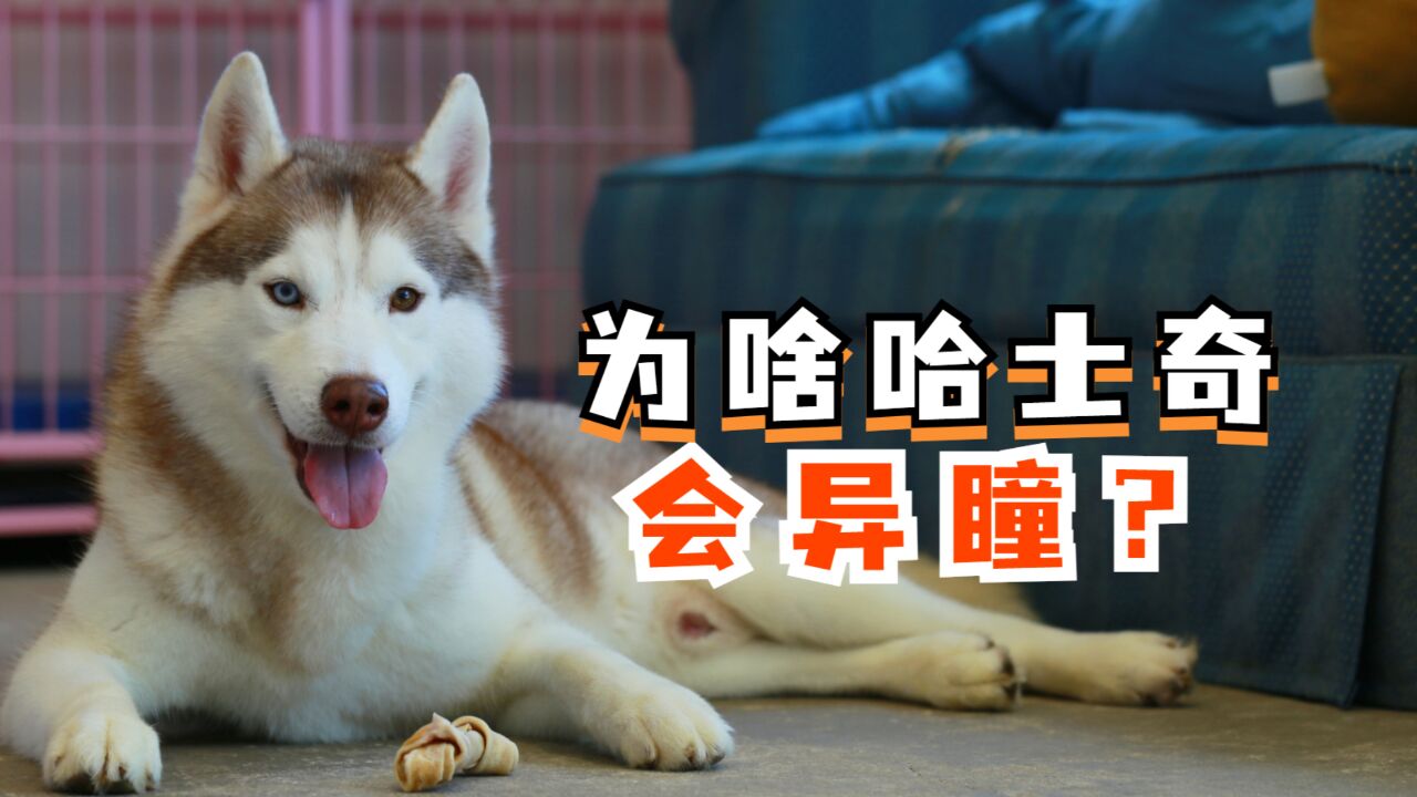 为什么哈士奇的两只眼睛,颜色不同?