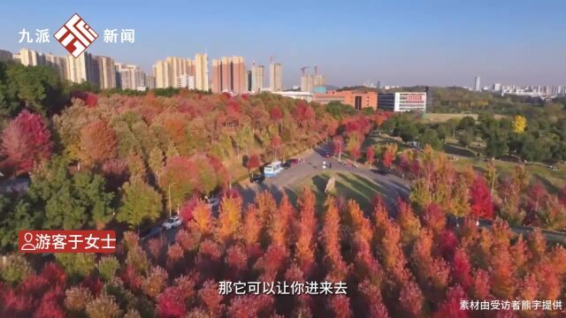 近日,湖北武汉.这个校园被大片枫叶染红,学校门口有志愿者引导游客赏枫