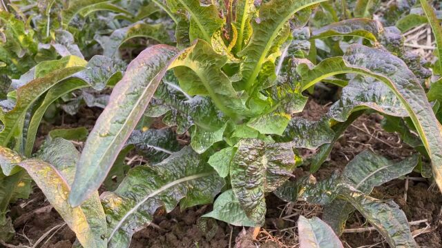 家庭种植莴苣如何管理长势快又好,耐寒无虫害,导致莴苣开裂原因