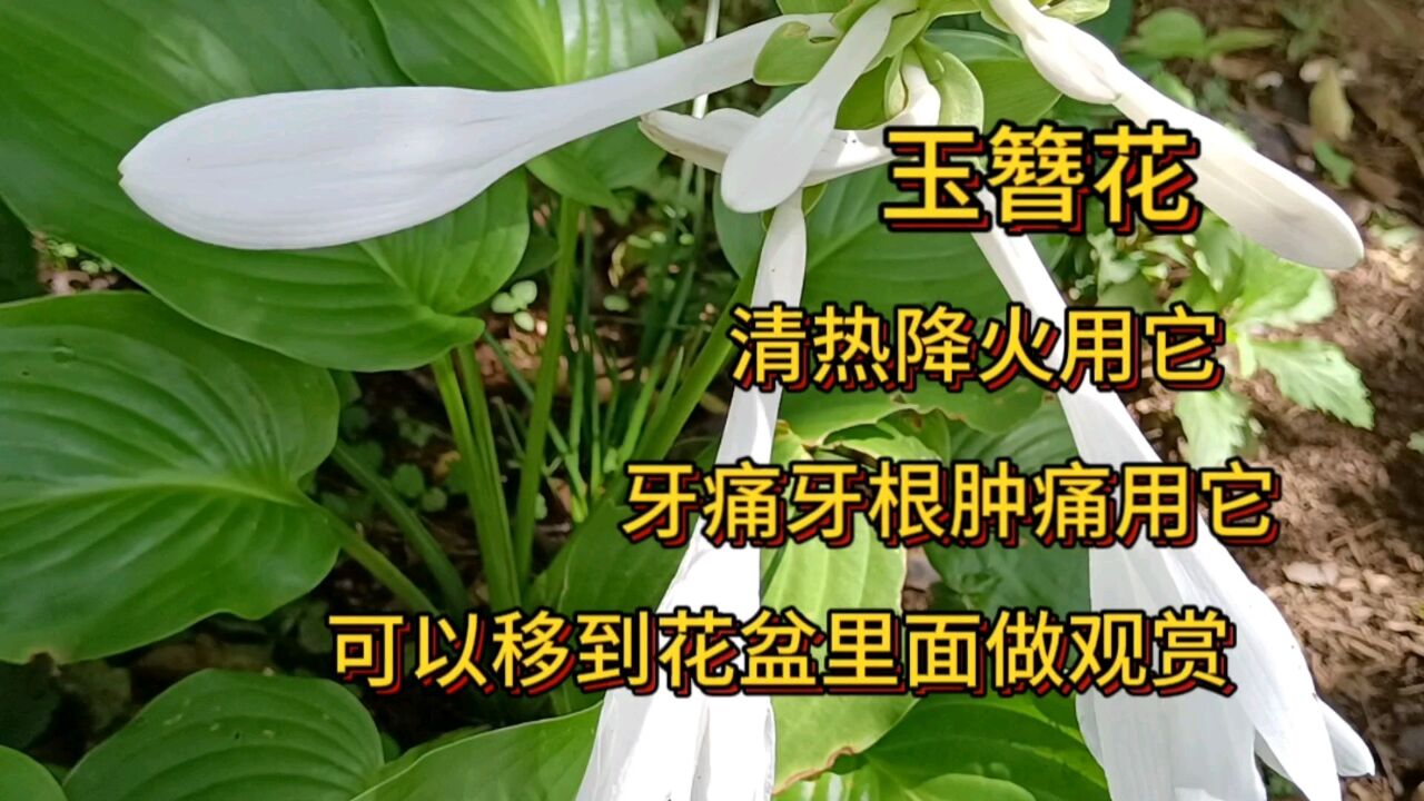 玉簪花开花了,好看美丽玉㬱花是古老的一种植物_腾讯视频