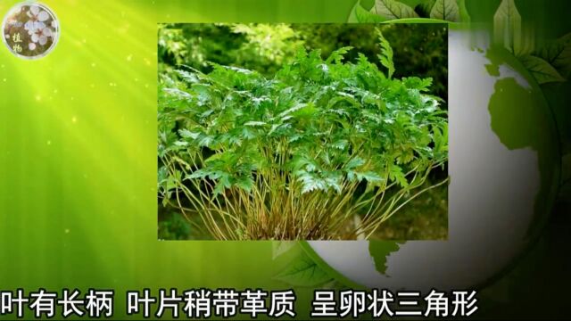 植物小科普:黄连