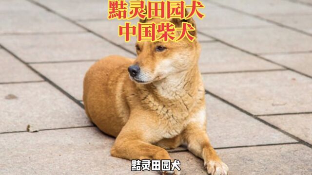 黠灵田园犬,中国柴狗的历史和特性