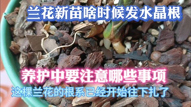 兰花新苗什么时候扎根?养护中注意哪些问题