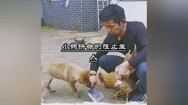 #狗子的日常