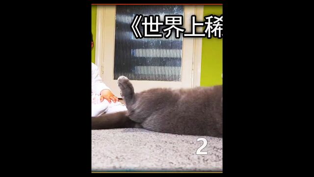 盘点世界上最稀有的猫咪你饲养过几种