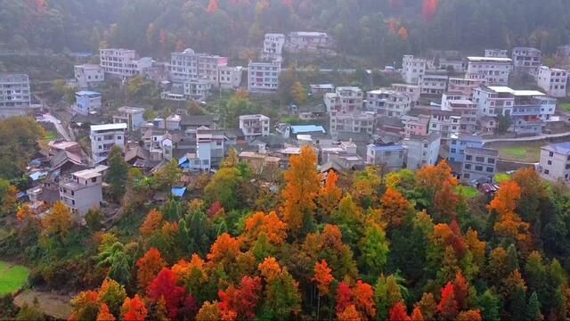 这里是湾水往翁坪乡的县道上,在杨家牌村对面 ,你看到这个村庄满山的红叶将这个村寨装点得如同仙境一般.