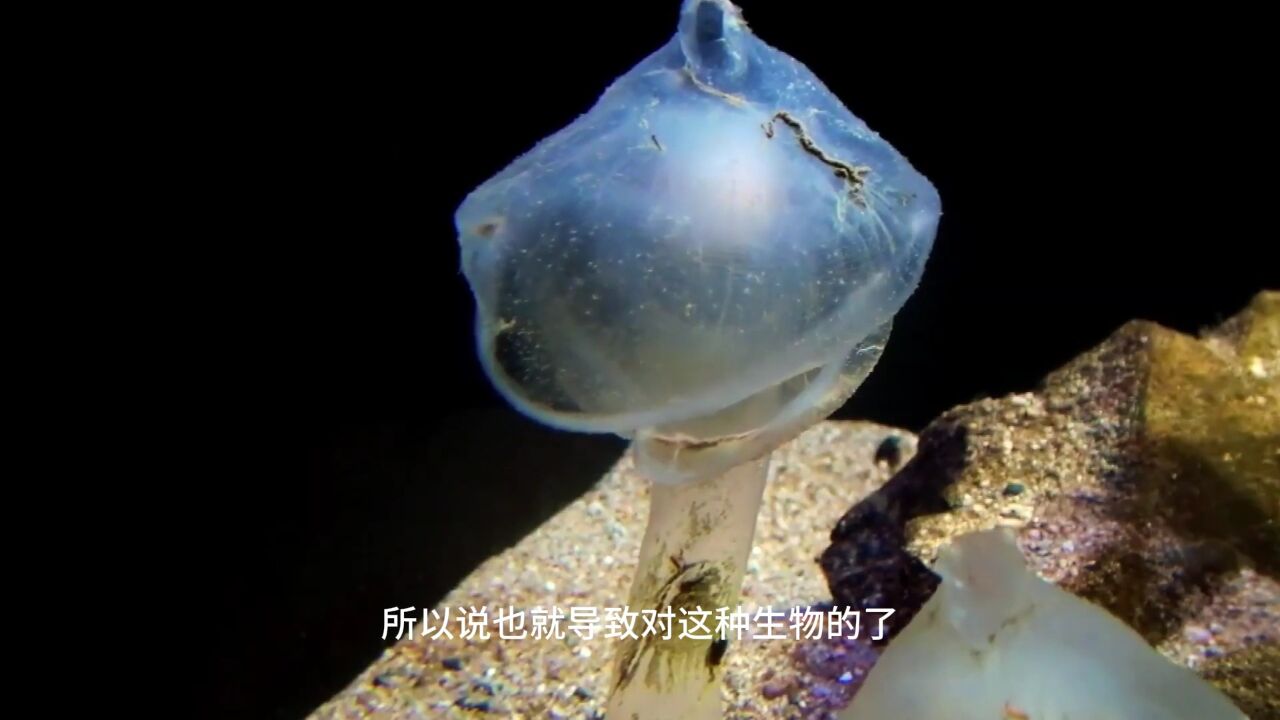 神秘生物照片海底图片