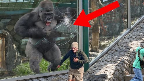 游客挑衅大猩猩，不料银背一拳打碎钢化玻璃，发狂的动物有多可怕？