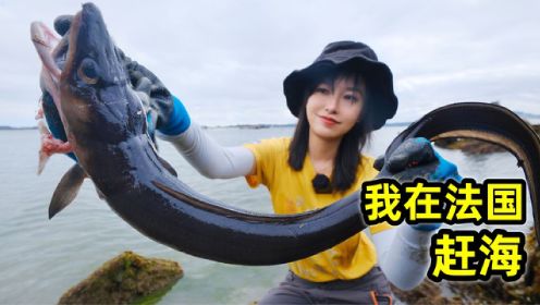 在法国赶海，抓1米长海鳗鱼形似黑蛇，炖海鲜锅鲜香味美