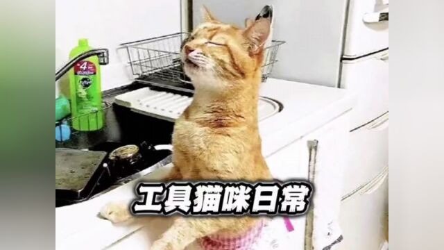 盘点工具猫的搞笑日常,没有一口猫粮是白吃的