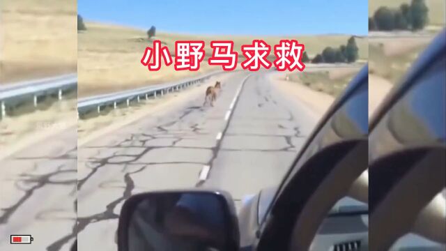 小野马在路上拦停汽车,原来是希望有人能救它的野马妈妈