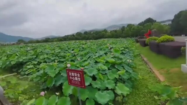 谛听古田军号,践行初心使命