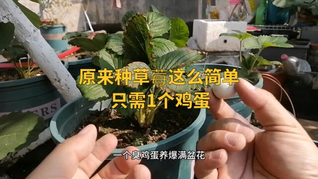 原来种草莓这么简单,只需一个鸡蛋,结的草莓大又多,健康又好吃