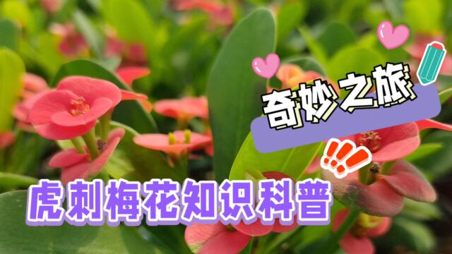 花园新宠,虎刺梅园林景观新萌宠