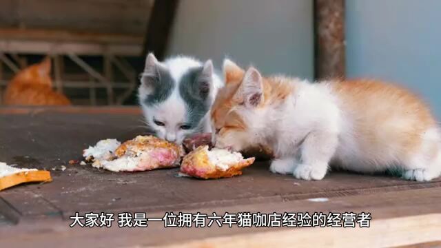 美士猫罐头怎么样?好吃又健康的猫主食罐头牌子推荐