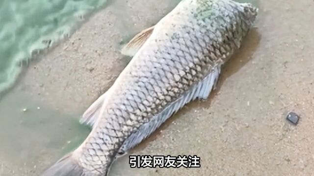 江苏一景区湖水变绿,岸边出现大量无头死鱼,网友呼吁:保护环境