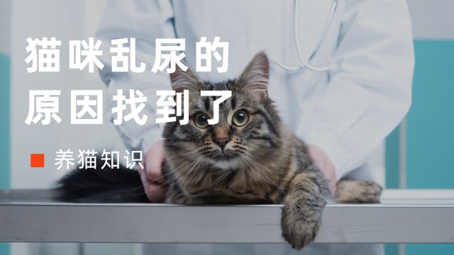 猫咪“乱尿”的原因找到了,别再傻傻误会猫了!