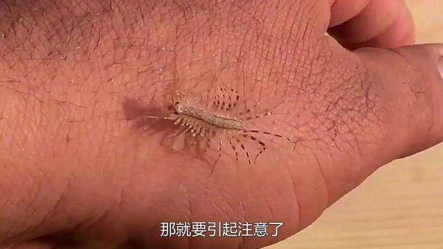 你家里还能看到这种虫子吗?如果能,那就要引起注意了