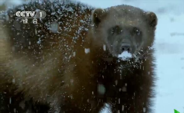 貂熊靠着雪地上的脚印寻找猎物,除了小型啮齿动物,还会捕食驯鹿