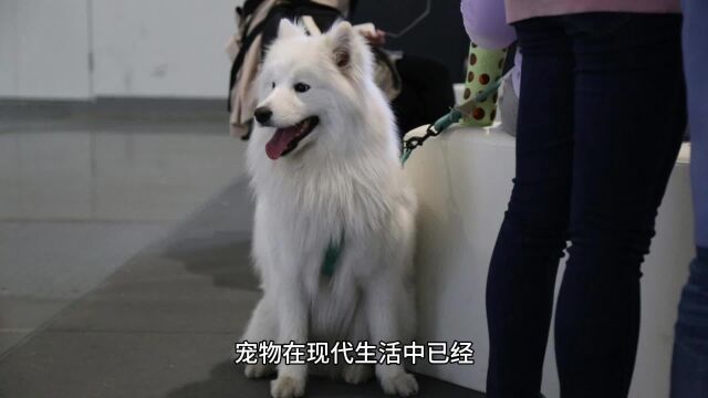 宠物健康安全:狂犬病毒鉴定与防控