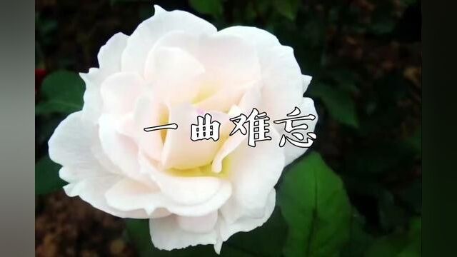 今天的晚安曲,肖邦《a小调圆舞曲》#音乐 #治愈系 #冬季必备 #精彩片段