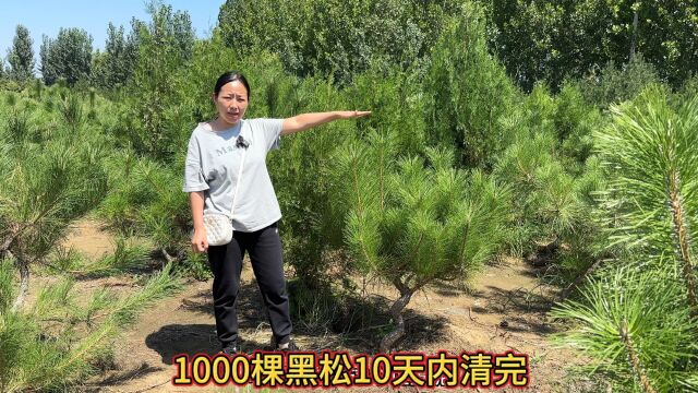 租地6年养了1000棵造型黑松,突遇10天内必须清地,柴火价捡漏了