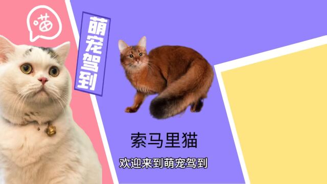 【萌宠驾到】索马里猫有什么特征?索马里猫性格怎么样?