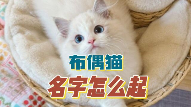 你家布偶猫的名字如何起?看看这几点建议